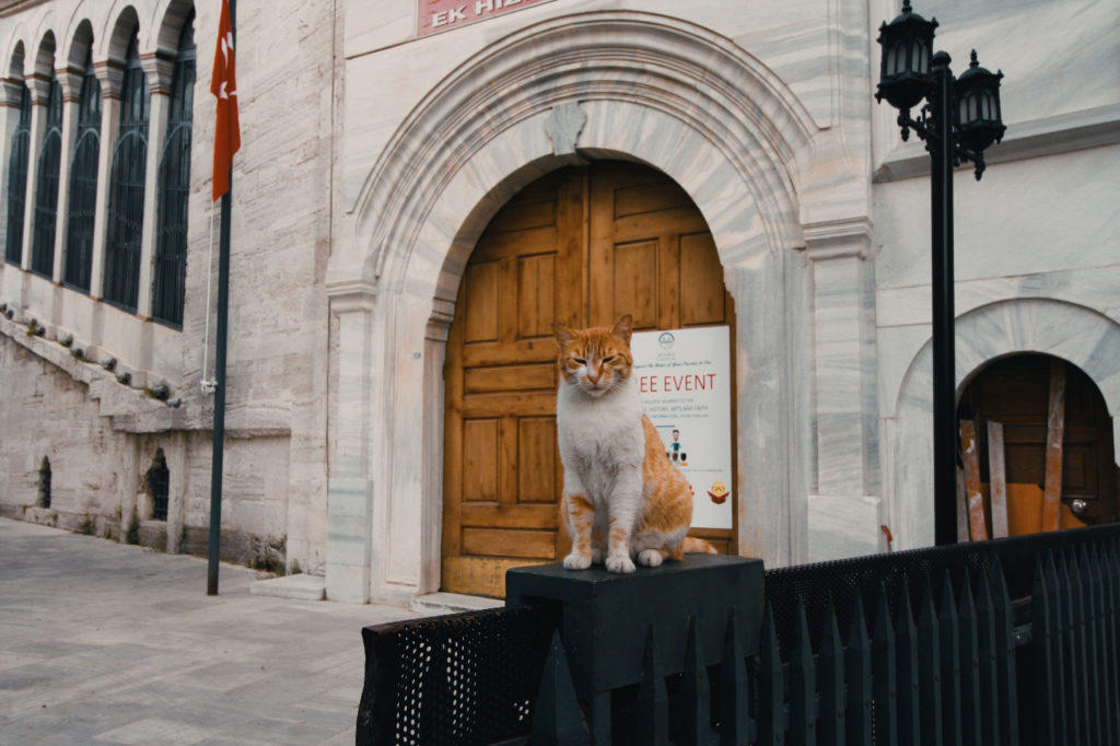 cats-in-IstanbulRossella_Sollazzo