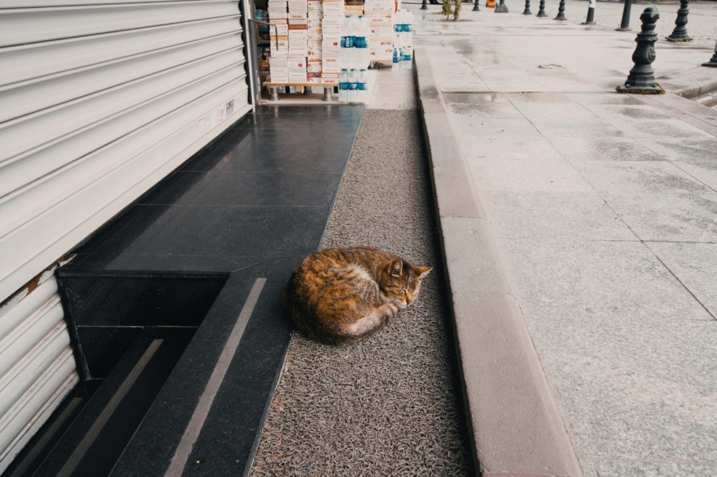 cats-in-IstanbulRossella_Sollazzo