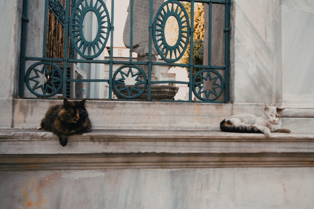 cats-in-IstanbulRossella_Sollazzo