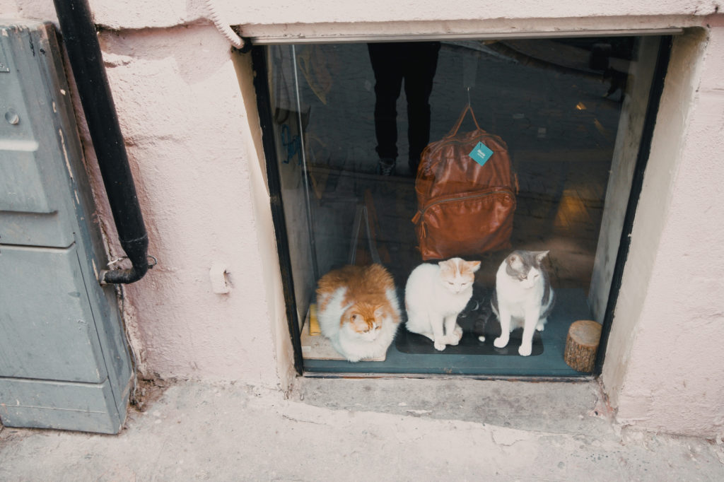 cats-in-IstanbulRossella_Sollazzo