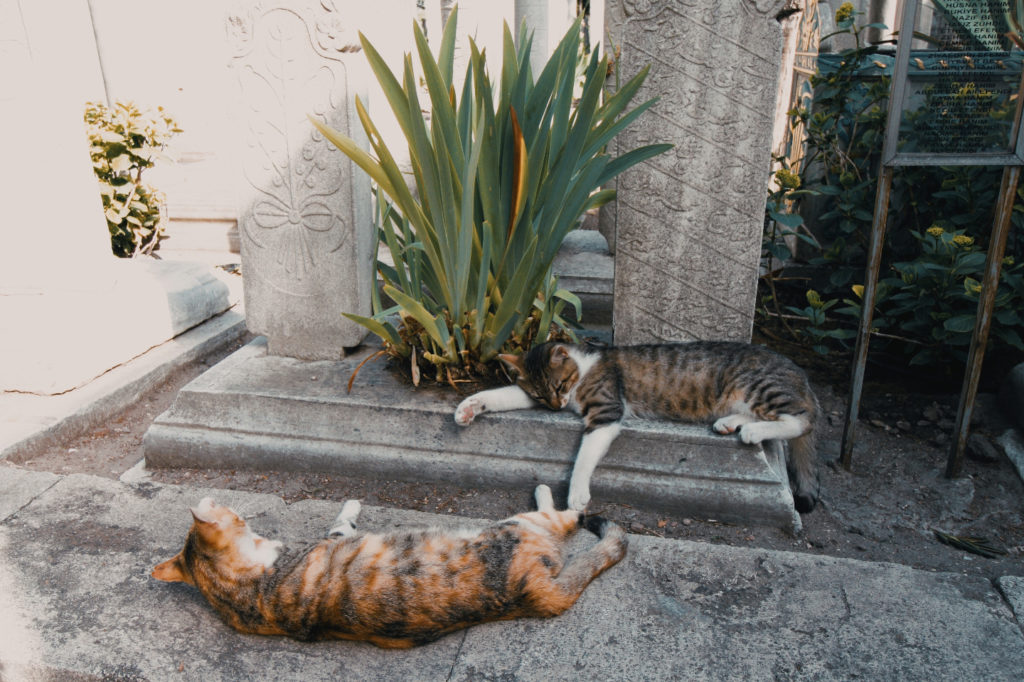 cats-in-IstanbulRossella_Sollazzo