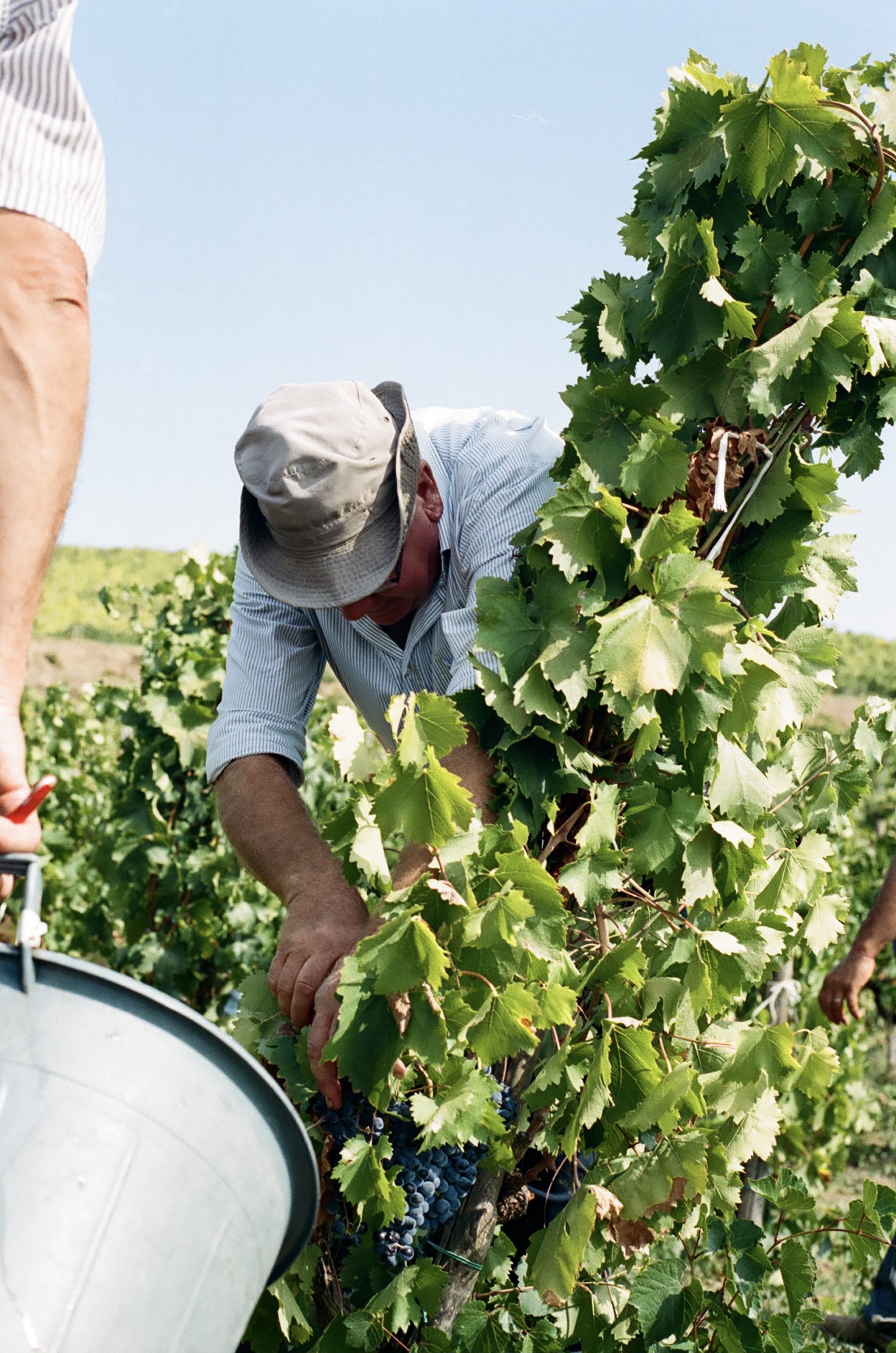 Scopri di più sull'articolo Tenuta Regaleali: Vendemmia on film